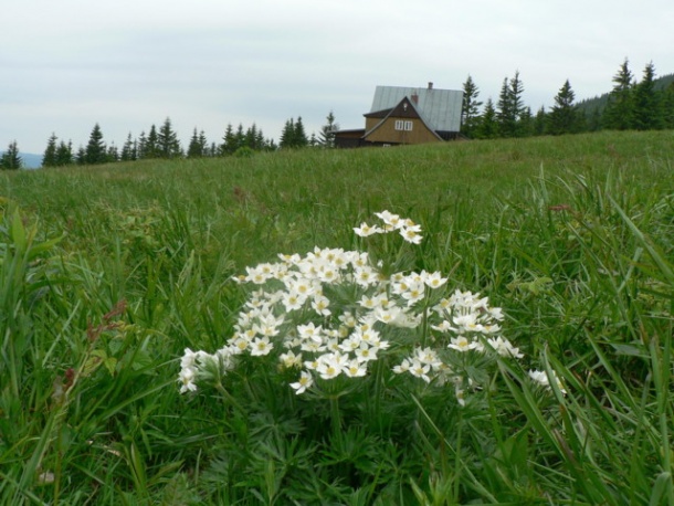 Krkonošská příroda